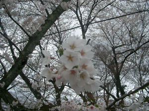 お花見